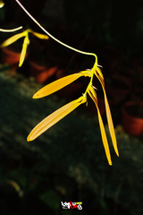 Bulbophyllum wallichii