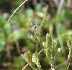 Valeriana saxicola