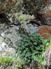 Valeriana saxicola
