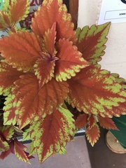 Coleus