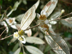 Rhodomyrtus sericea