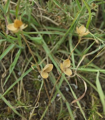 Helianthemum oelandicum orientale