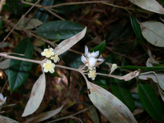 Rhodomyrtus sericea