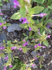 Galeopsis ladanum
