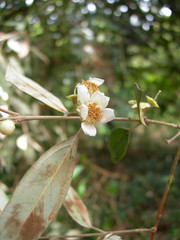 Rhodomyrtus sericea