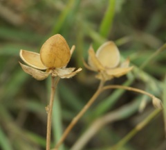 Helianthemum oelandicum orientale