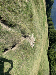 Marmota marmota