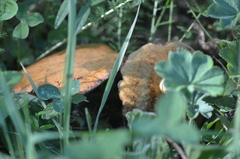 Suillus asiaticus