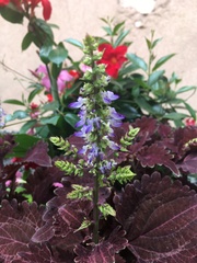 Coleus