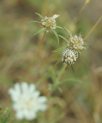 Scabiosa praemontana