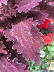 Coleus