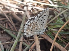 Polyommatus albicans