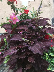 Coleus
