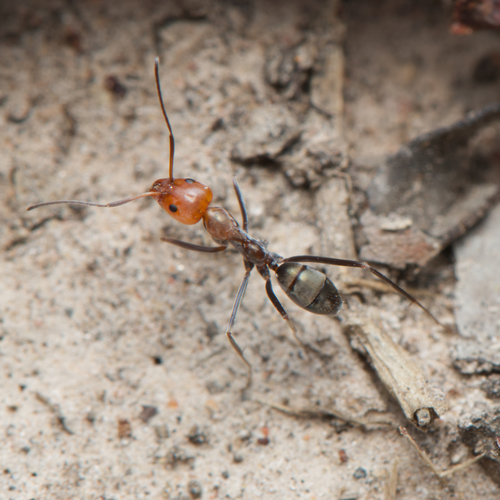 Meat Ants photo 3