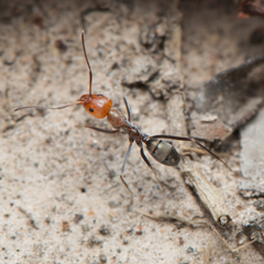 Iridomyrmex rubriceps