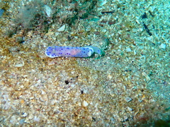 Goniobranchus thompsoni