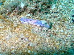 Goniobranchus thompsoni