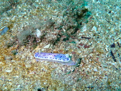 Goniobranchus thompsoni