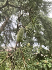 Cedrus deodara
