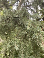Cedrus deodara