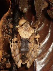 Pristimantis cerasinus