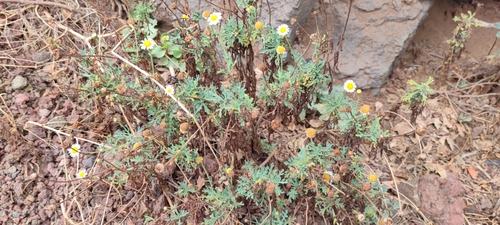 Argyranthemum frutescens