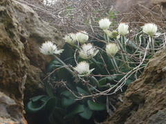 Haemanthus albiflos