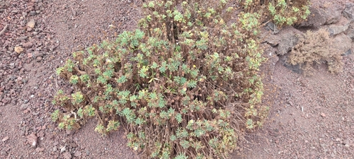Argyranthemum frutescens