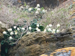 Haemanthus albiflos