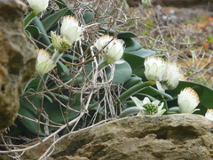 Haemanthus albiflos