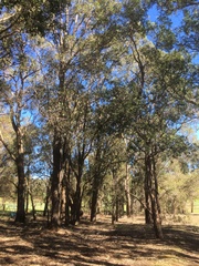 Corymbia calophylla