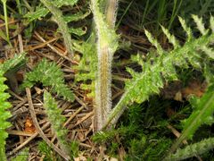 Cirsium tuberosum