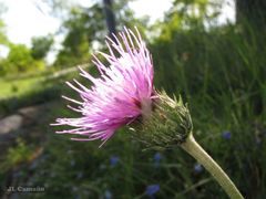 Cirsium tuberosum