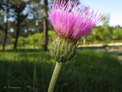 Cirsium tuberosum
