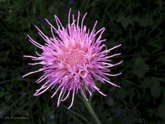 Cirsium tuberosum