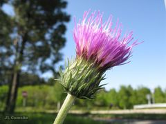 Cirsium tuberosum