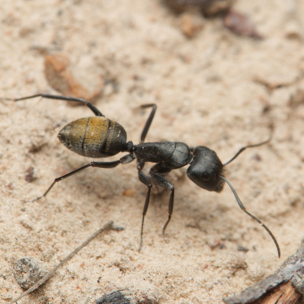 Golden-tailed Sugar Ant
