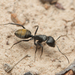 Camponotus aeneopilosus - Photo (c) Nigel Main, μερικά δικαιώματα διατηρούνται (CC BY), uploaded by Nigel Main
