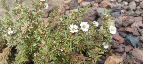 Image of Frankenia capitata by (c) Santiago Martín-Bravo, some rights reserved (CC BY)