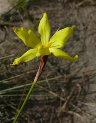 Bobartia macrospatha