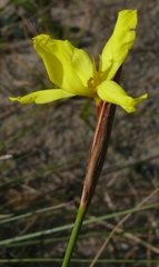 Bobartia macrospatha