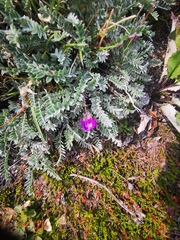 Oxytropis kamtschatica