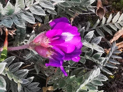 Oxytropis kamtschatica