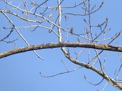 Prodotiscus regulus