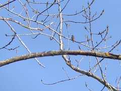 Prodotiscus regulus