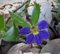 Scaevola calliptera