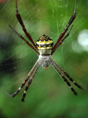Argiope anasuja