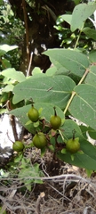 Hypericum grandifolium image