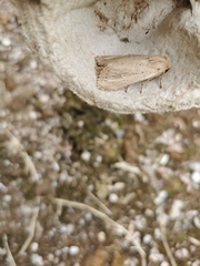 Nonagria typhae