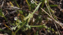 Pectocarya linearis ferocula